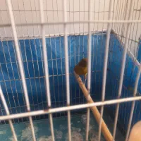 سهره و قناری