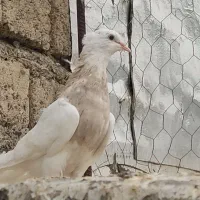 کبوتر طوقی دهلران