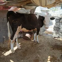 گاو باگوساله