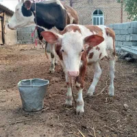 اصلاندوز روستایی قره تکانلو