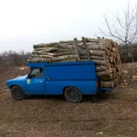 چنار و درختوای میوه ای در باغ