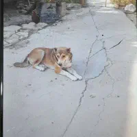 سگ باوفا