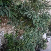 فروش-زمین