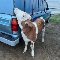 گوساله درجه یک در انواع نژاد|حیوانات مزرعه|مرودشت, تامین اجتماعی|دیوار