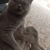 اسکاتیش نر رایگان نیست