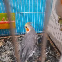 عروس هلندی نر  معاوضه با ویپ