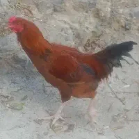 دو عدد خروس|حیوانات مزرعه|رینه, |دیوار