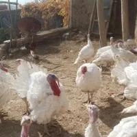 بوقلمون|حیوانات مزرعه|صحنه, |دیوار