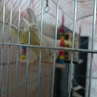 فروش ۳عددعروس هلندی یکجفت ویک بچه