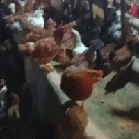 فروش مرغ  تخمگذار