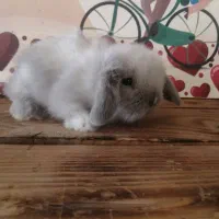 لوپ|موش و خرگوش|کرج, کوی امامیه|دیوار