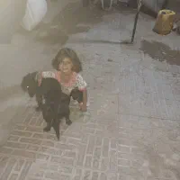 سلام سگ فروشی|سگ|رفسنجان, |دیوار