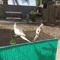 عروس هلندی وایت فیس و البینو