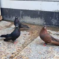 جفت زاغ و یه نر سرکه ایی|پرنده|رامهرمز, |دیوار