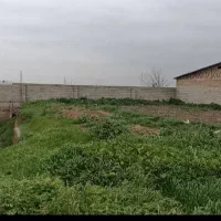 دامداری 30 راسی گاو شیری مجانی|فروش دفتر صنعتی، کشاورزی، تجاری|گنبد کاووس, |دیوار