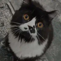 گربه گمشده