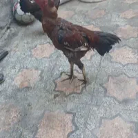 جوجه خروس مست|حیوانات مزرعه|بندرعباس, |دیوار