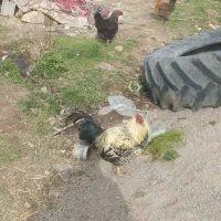 خروس معاوضه با جوجه