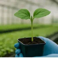 کاشت انواع نشاء صیفی جات