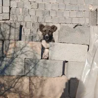 توله ۳ ماهه افغان