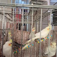 عروس هلندی|پرنده|مشهد, سمزقند|دیوار