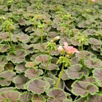 طرح تعویض کتاب وبرگه باطله با گل و گلدان