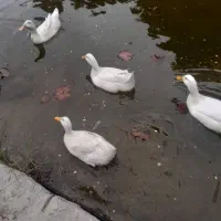 همخانه و درخواست کمک