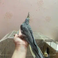 عروس هلندی|پرنده|رشت, شهرک پردیسان|دیوار