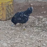 فروش مرغ و خروس گلین|حیوانات مزرعه|شاهینشهر, شهرک ردانی پور|دیوار