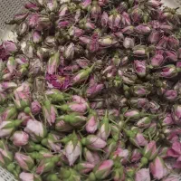 غنچه گل محمدی تازه خوش بو