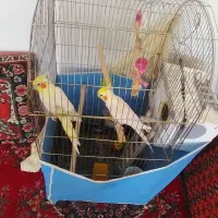 یک جفت عروس هلندی لوتینو به فروش می‌رسد