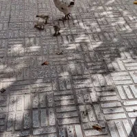 مرغ با جوجه
