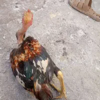 جوجه خونگی لاری|حیوانات مزرعه|زاهدان, |دیوار