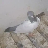 صید شده تو ابی بیگلو