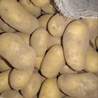 سیب زمینی تازه چیده