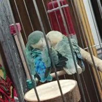 طوطی کوتوله برزیلی دستی و رام