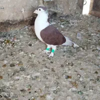 پنچ تا ساده تر مخصوص بازی