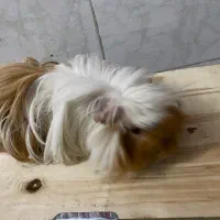 خوکچه‌هندی‌مو‌بلند|موش و خرگوش|آفتاب, |دیوار