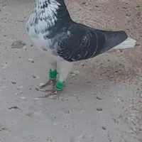 کفتر شهری سرور