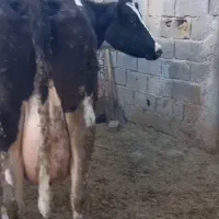 گاوشیری ۳۰کیلوشیر