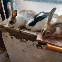 خرگوش
