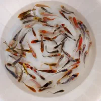 ماهی کوی|ماهی|یزد, |دیوار