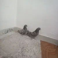 جوجه کناری تر سنجابی .|پرنده|اصفهان, حصه جنوبی|دیوار