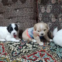 واگذاریه سگ پامر مالتیز|سگ|شاهدشهر, |دیوار