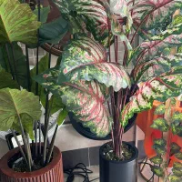 درختچه مصنوعی|گل مصنوعی|خرمآباد, |دیوار