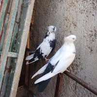 دمبی|پرنده|میانه, |دیوار