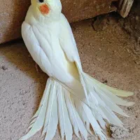 عروس هلندی لوتینو|پرنده|صدرا-فارس, باغشهر گلبهار صدرا|دیوار