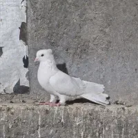 کفتر|پرنده|اردکان, |دیوار