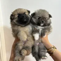 پامر عروسکی