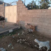 بز و بیگ|حیوانات مزرعه|دزفول, |دیوار